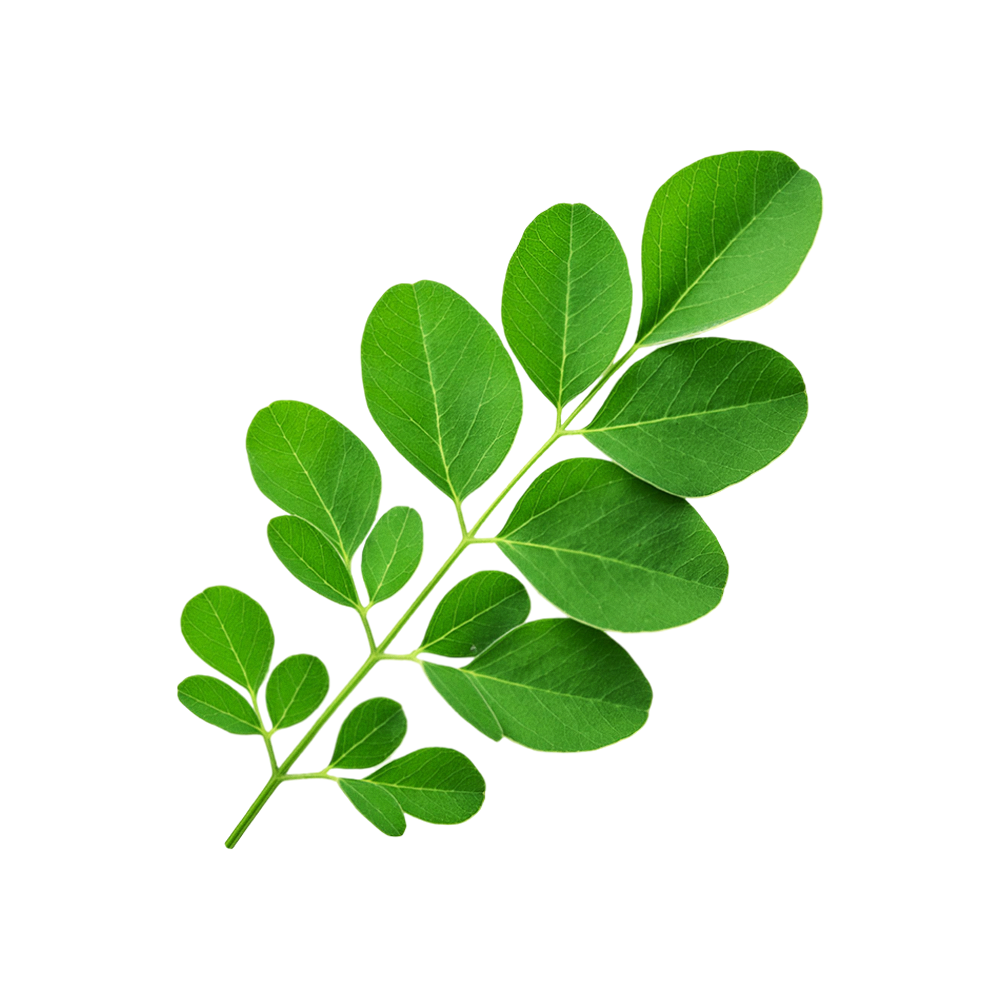 Moringa
